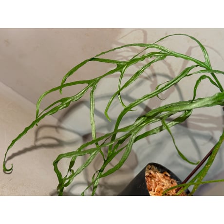 Microsorium sp. from Saripoi [LA0515-02]