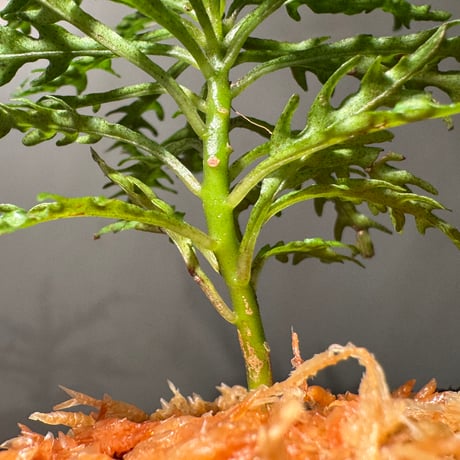 Ardisia sp. from Jambi sumatera