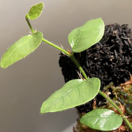 Ficus sp. from Murung raya [LA0515-05]