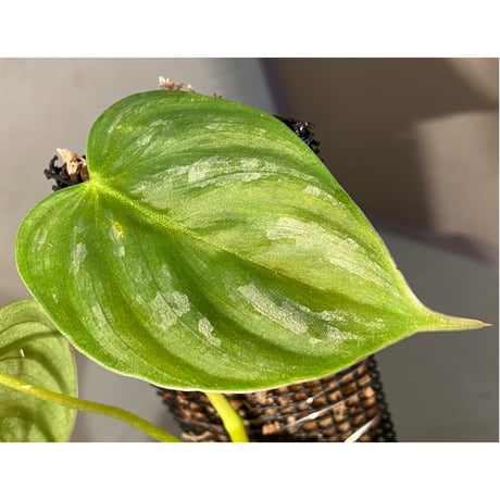 Philodendron sp. from Ecuador