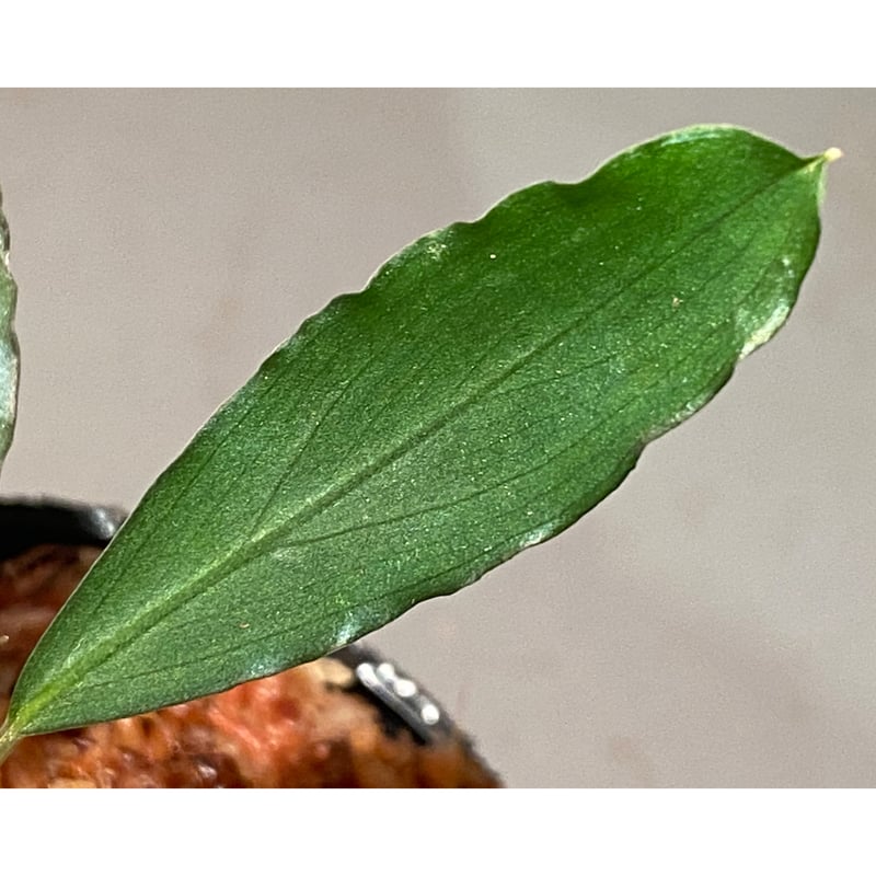 Bucephalandra sp. Bucephalandra sp.