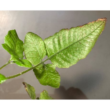 Bolbitis sp . from Tanintharyi (Tennasserim) North Malay Peninsula