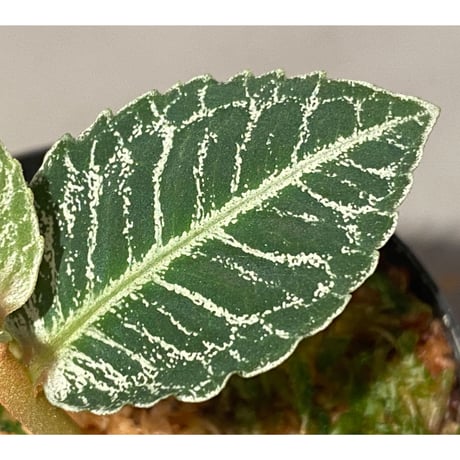 Ardisia sp. from Aceh Selatan [HW0816-03]