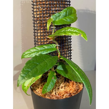 Ficus sp. "Gunung Besar" Kalimantan Selatan