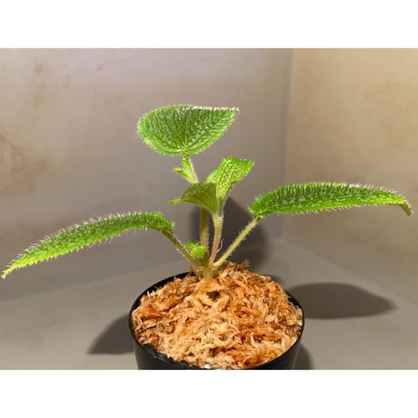 Phyllagathis sp. from Dong Nai province south Vietnam