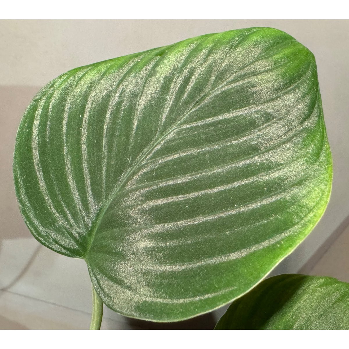 ホマロメナ　Homalomena sp. from Aceh Selatan Homalomena sp. 