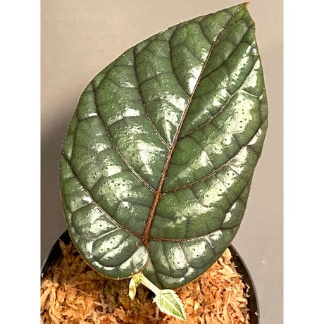 Pterisanthes sp. from  Sabah-1 [R0515-01a]