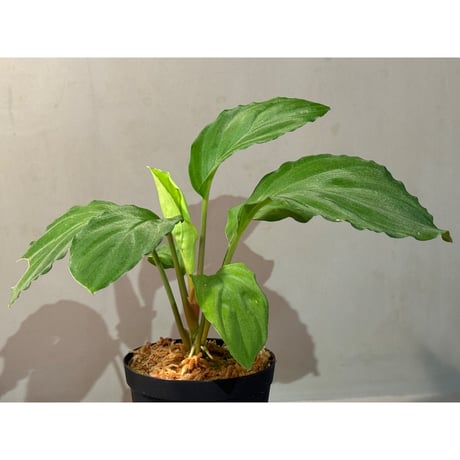 Homalomena sp. from Tambunan [TK200217]