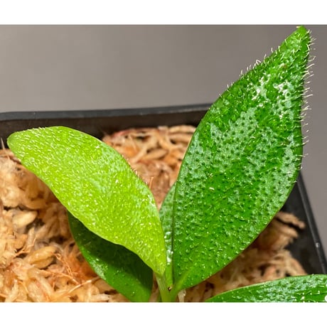 Homalomena hasei "狐尾" from Aceh sumatera [LA0616-04]