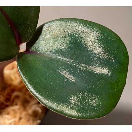 Geogenanthus ciliatus from Ecuador [tanakay]