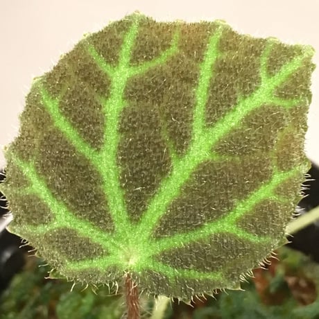 Begonia sp. from Sumpur [TK031117]