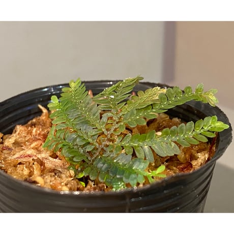 Selaginella picta