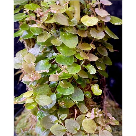 Ficus sp. from Aceh sumatera [LA0616-04]