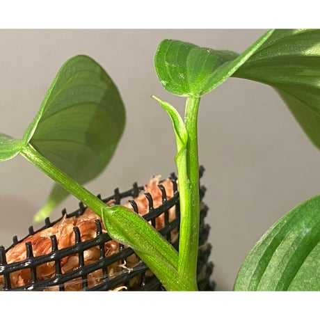 Philodendron sp. from Iquitos Peru [tanakay]