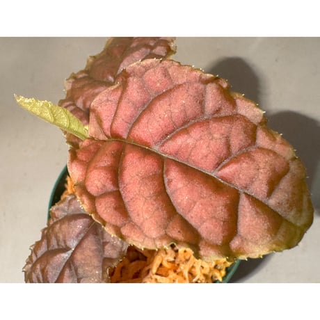 Ardisia sp. from Lao Cai-E [R0517-01]