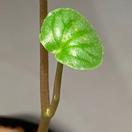 Peperomia sp. from Colombia [tanakay]