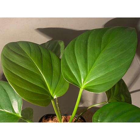 (大株) Homalomena sp. "Green widow" BNN from Sibolga timur [AZ0823-11]