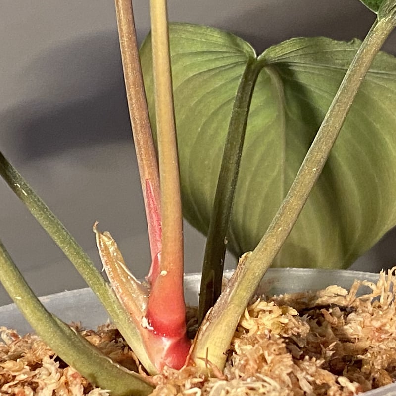 Homalomena sp. from Sumatera Utara [LA0318-01]