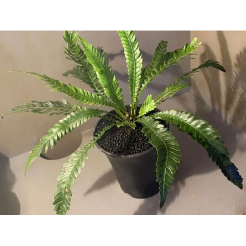 Blechnum obtusatum var. obtusatum from New Cale