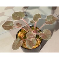 Bucephalandra sp. 