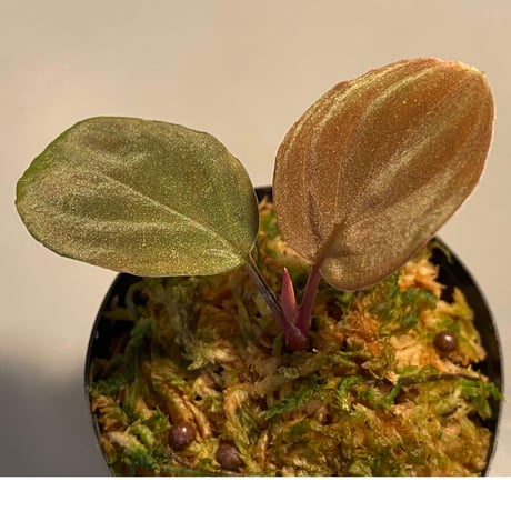 Homalomena sp. from Solok sumatera [LA0315-2]