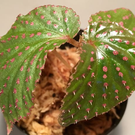 Begonia sp. from Saripoi [LA0813-2]