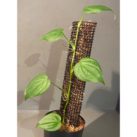 Philodendron sp. from Iquitos Peru [tanakay]