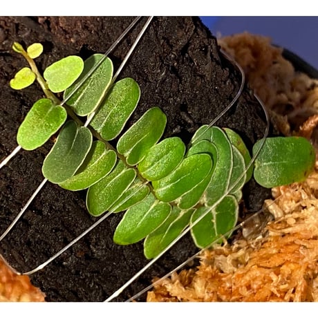 Marcgravia umbellata