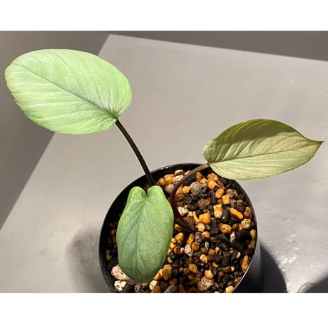 Homalomena sp. from Aceh sumatera [LA1118-03]