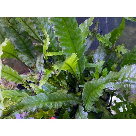 Microsorum sp. Short Dragon Tail