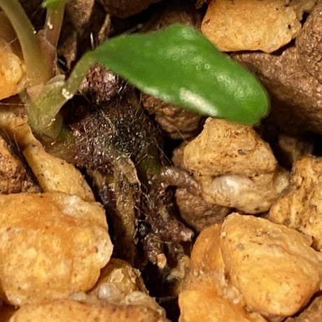 Homalomena vittifolia from Sulawesi [LA0811-00]
