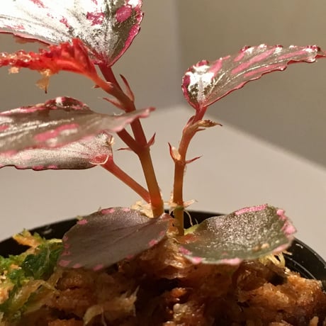 Begonia sp. from Julau [R1214-01b] ボッチ株
