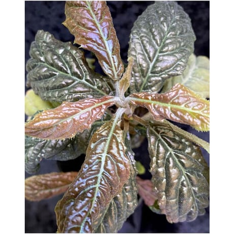 Ardisia sp. from Bengkulu [LA0315-1]