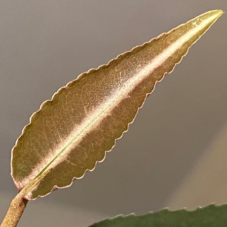 Labisia sp. from Gunung Chamah [TK260316]