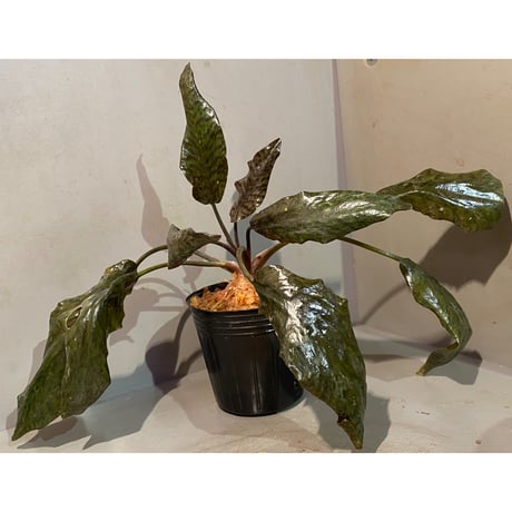 Cryptocoryne nurii "Lga-9" Pulau Lingga [HW0622-14]