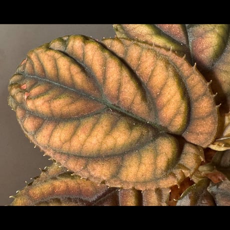 Ardisia sp. from Vietnam