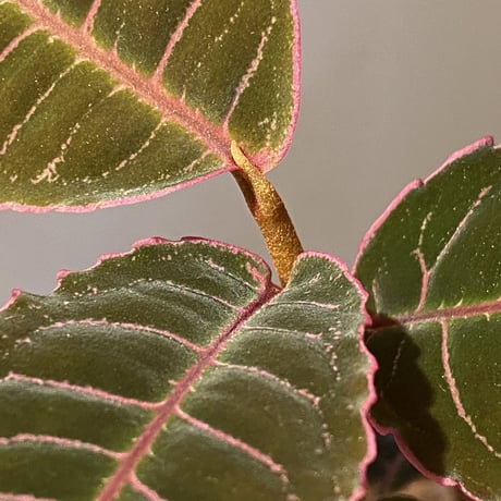 Labisia sp. from Riau sumatera
