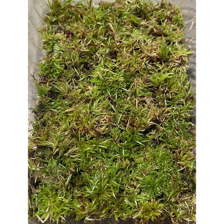 Moss from Ipoh State Malaysia