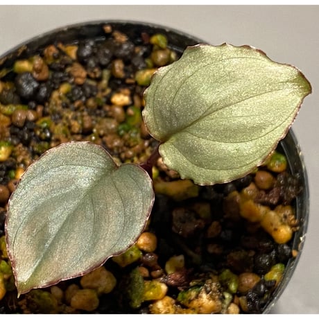 Homalomena 'Rec1-29' K0718-f1 [KZT]