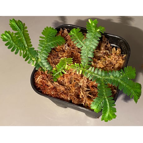 Selaginella sp. バリエガータ from "Nanga pinoh" [TB]