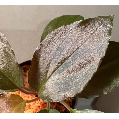 Homalomena sp. "Black Sapphire" from Kepulauan riau