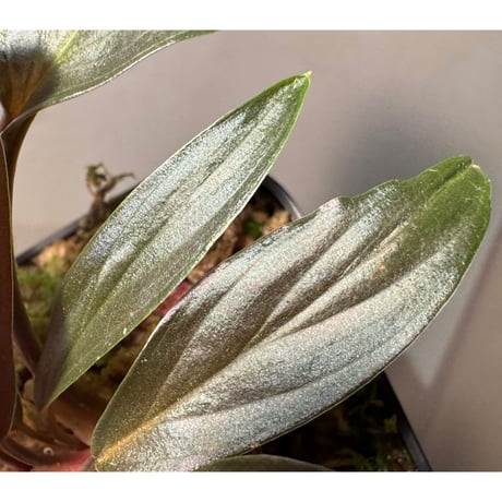 Homalomena sp. "濡烏" from Riau sumatera [LA0518-02]