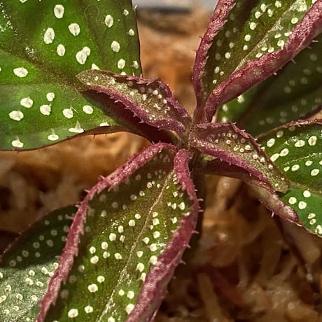 Sonerila sp. wf1 from Phang Nga Thailand [KZT]