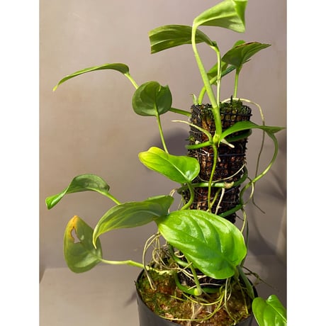 Philodendron sp. from Iquitos Peru [tanakay]