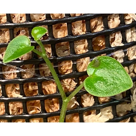 Peperomia sp. from Choco Colombia [tanakay]