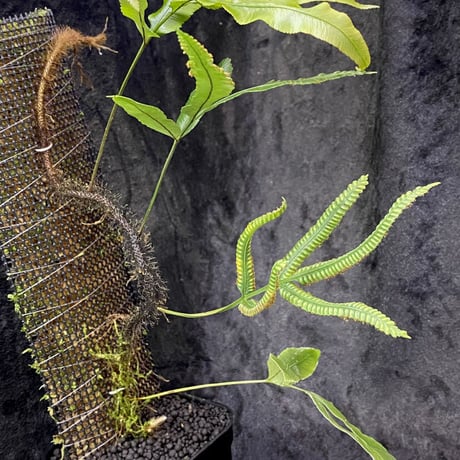 Scyphularia(Davallia) pentaphylla from South Sulawesi 伊藤蟻植物農園