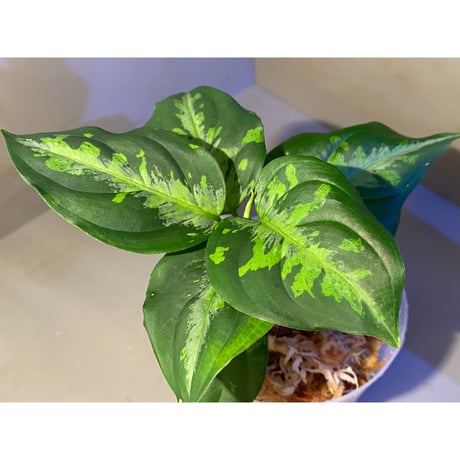 Aglaonema pictum"法皇緑"from Sumatera Barat [AZ0512-X]