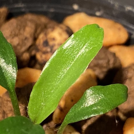 Homalomena vittifolia from Sulawesi [LA0811-00]