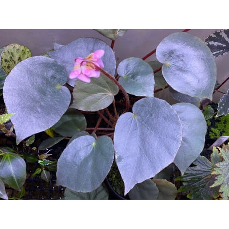 Begonia sp. f1 from Sumatera [NT ORCHID]