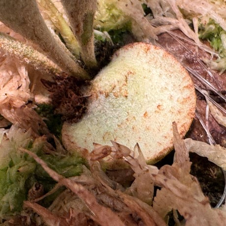Platycerium veitchii 'Wild' (vp#2)
